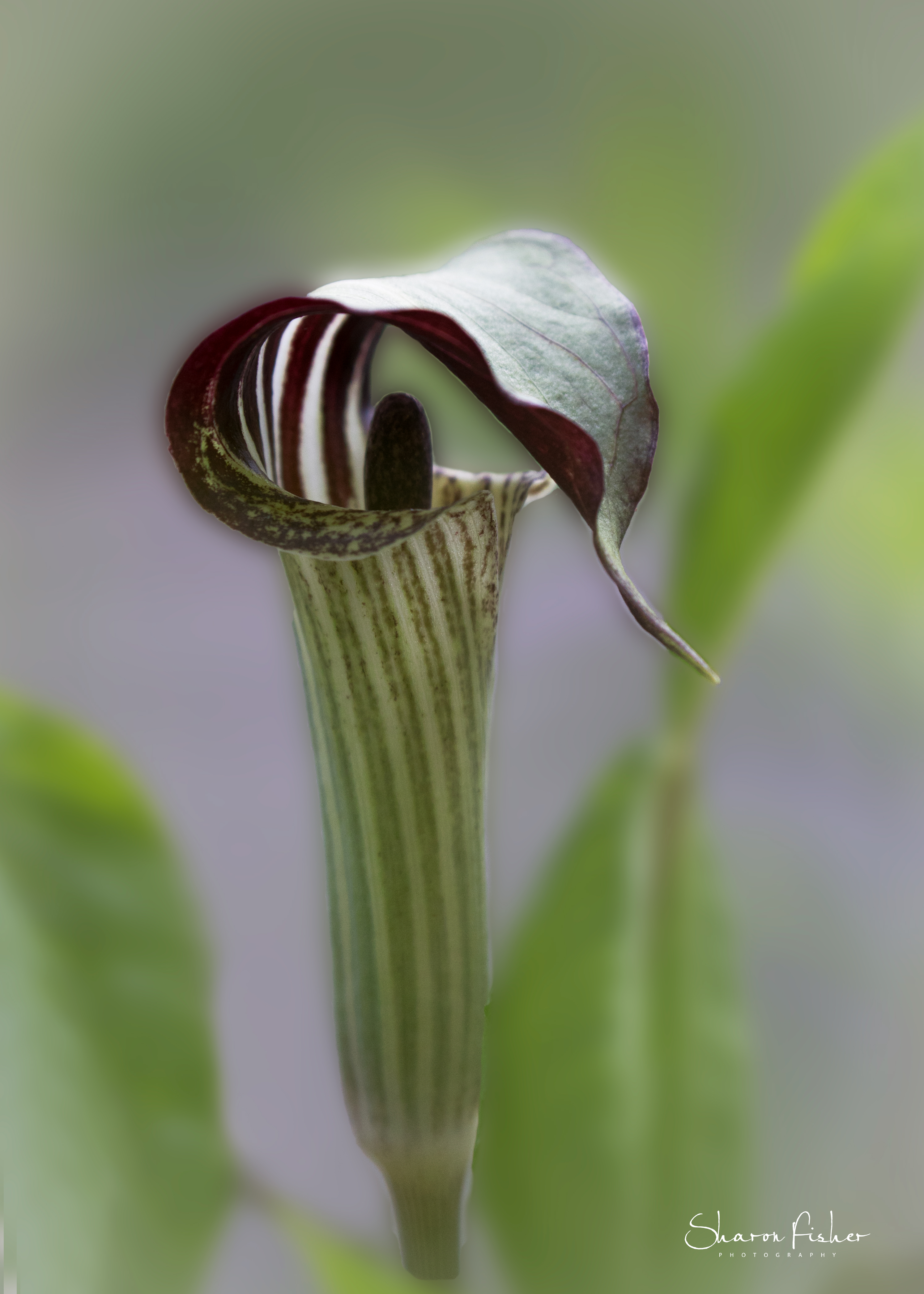 picture of Jack in Pulpit