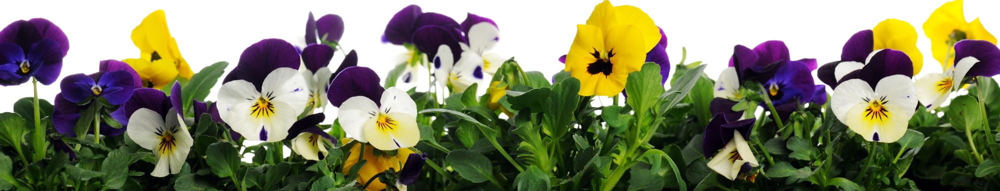 Pansies and Sun Catchers on Saturday, April 18, at 11:00.