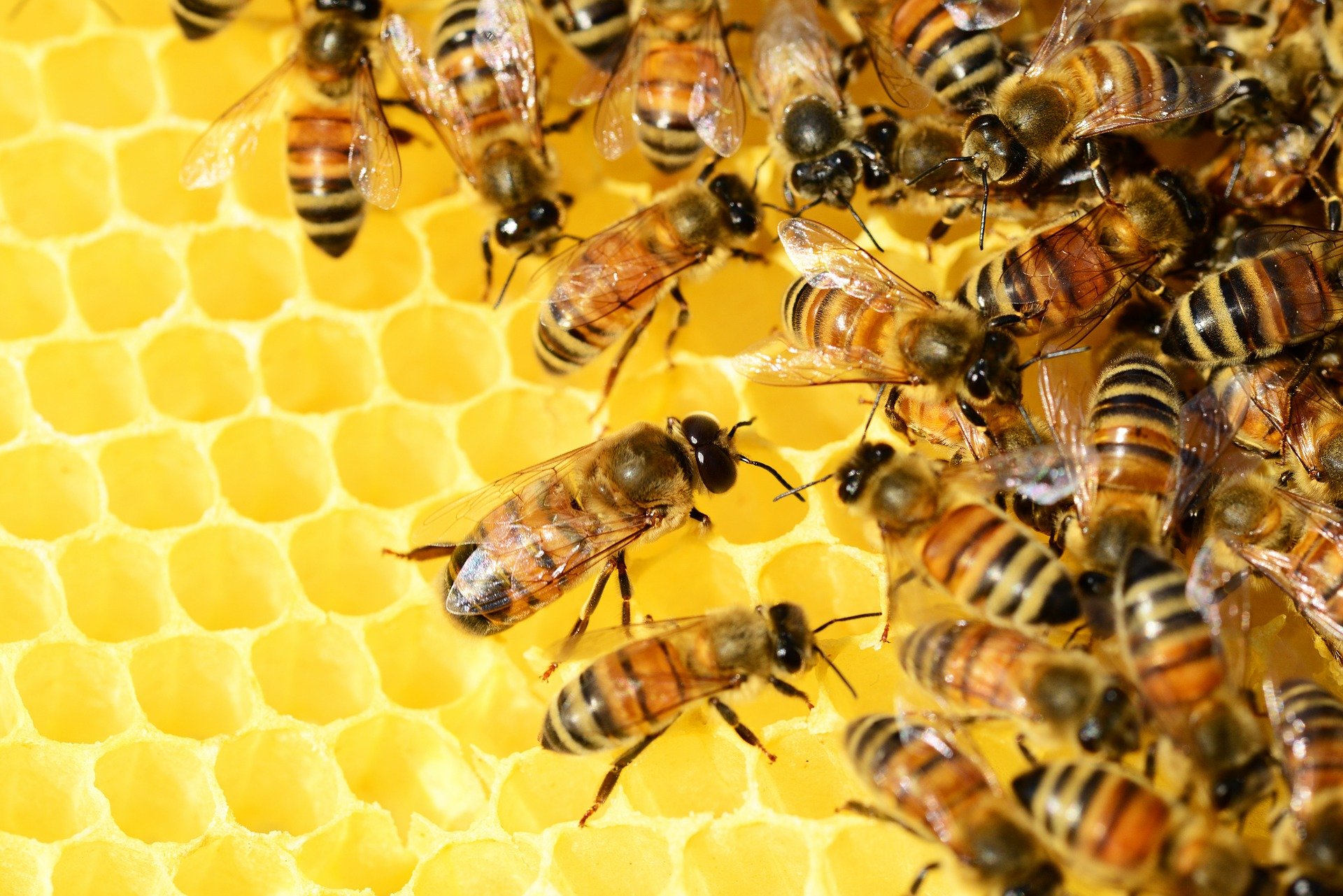 honey bees on their honeycomb