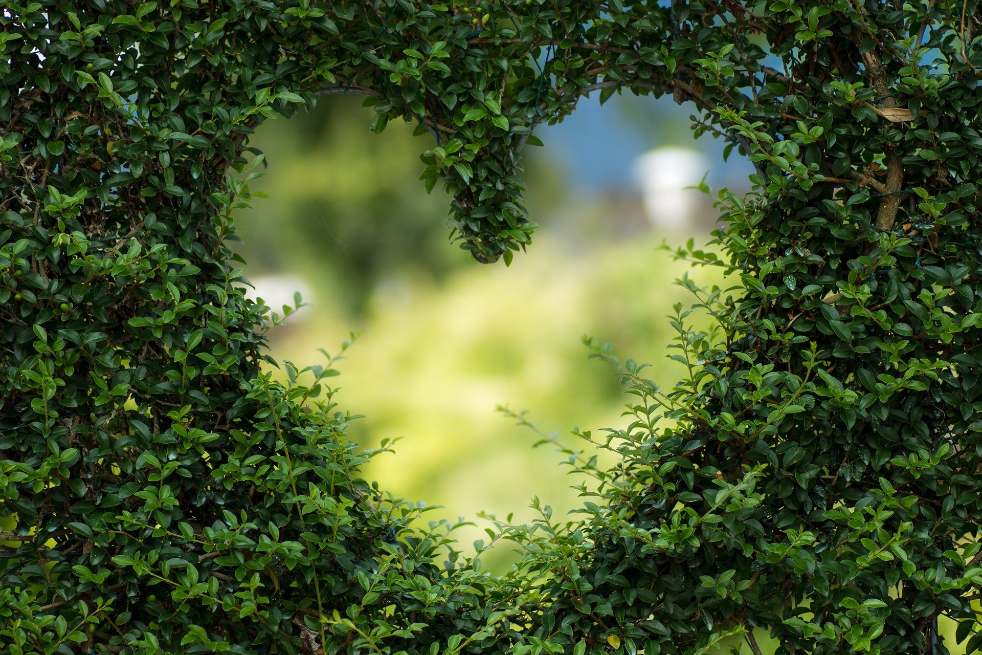 heart shape cut out of a green hedge