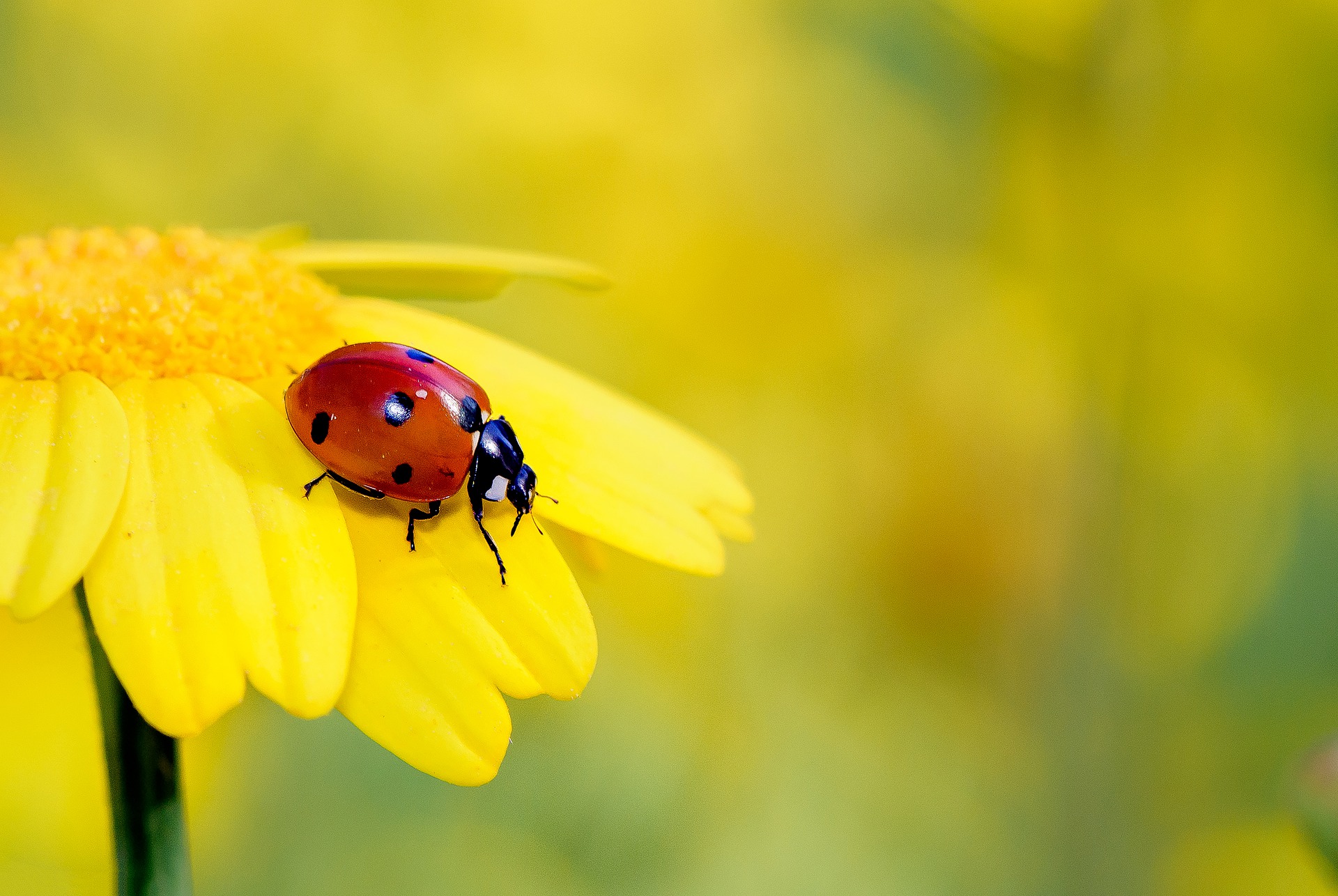 lady bug on a daisy