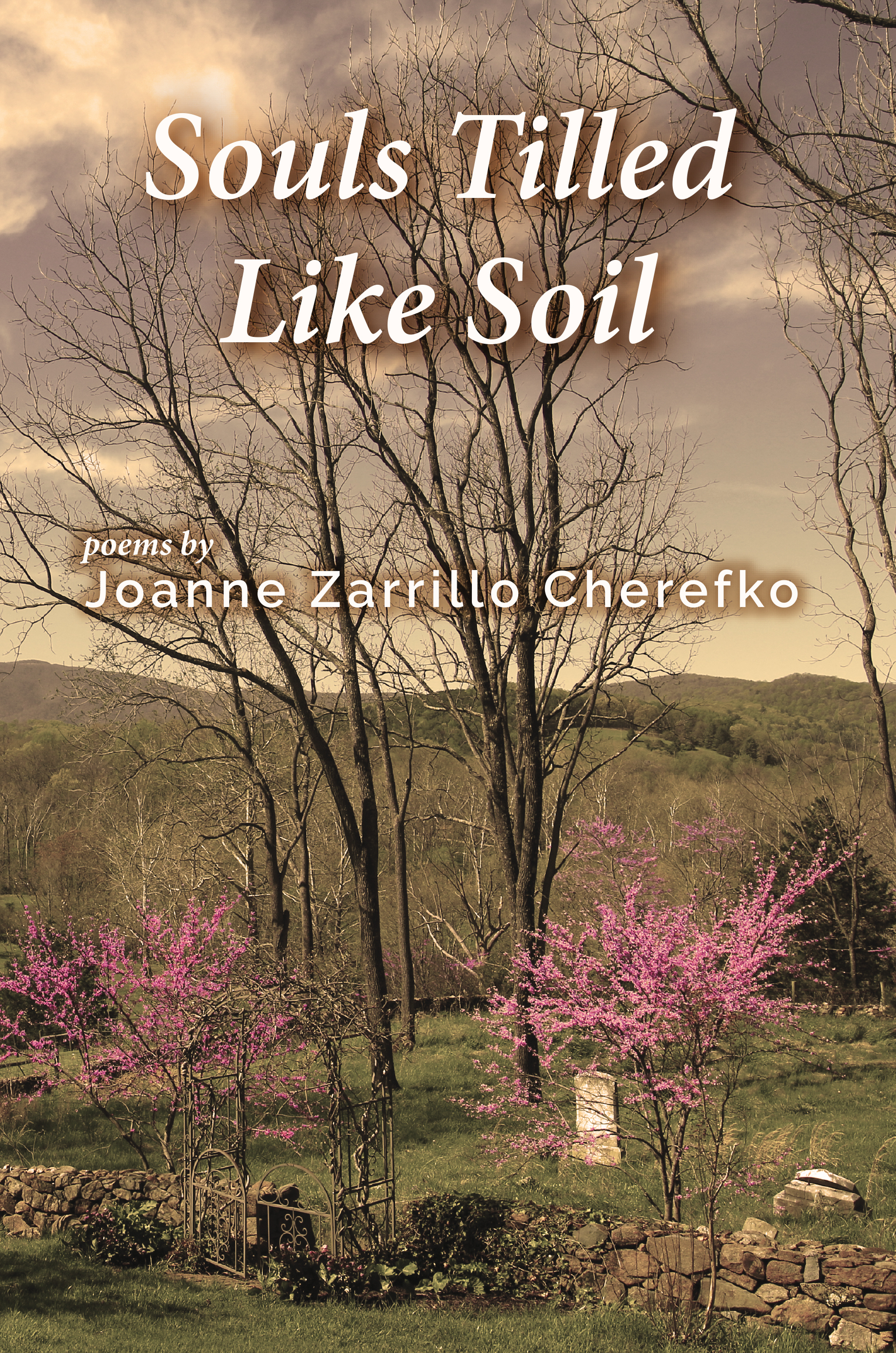 Book cover with title souls tilled like soil with a picture of a tree