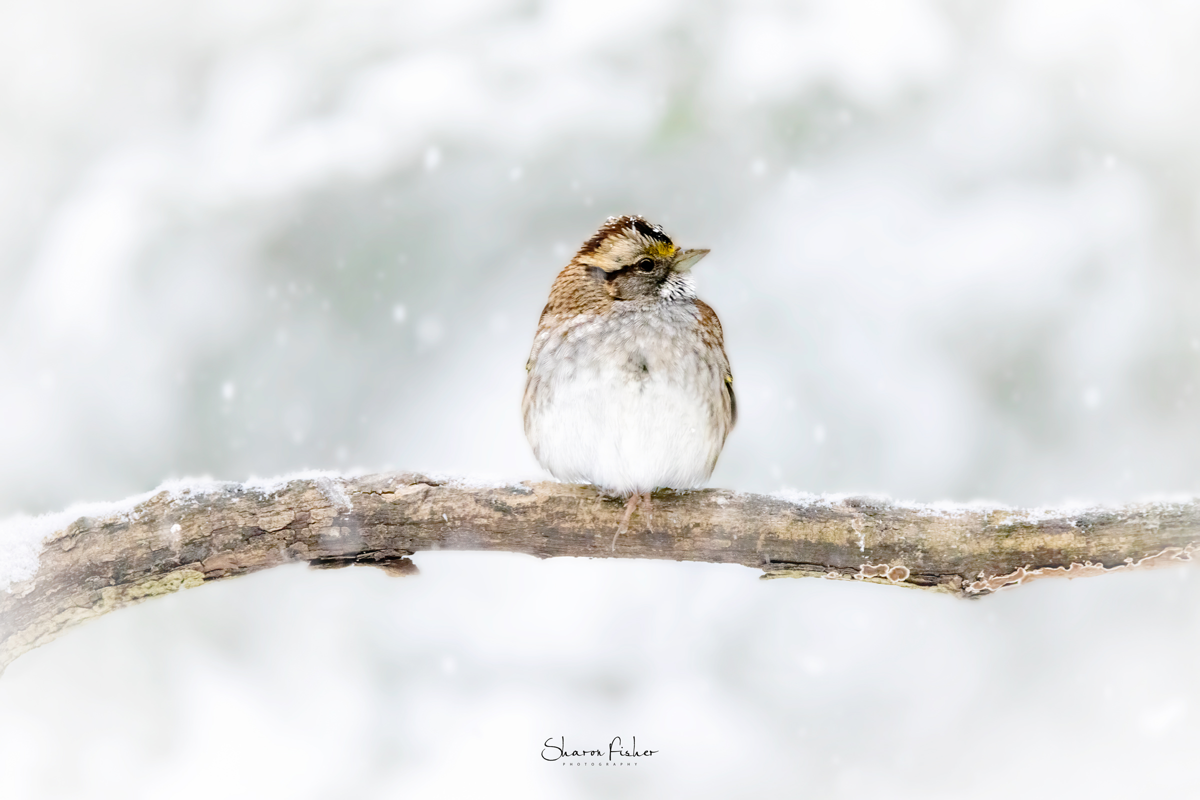White Throated Sparrow sitting on a tree limb