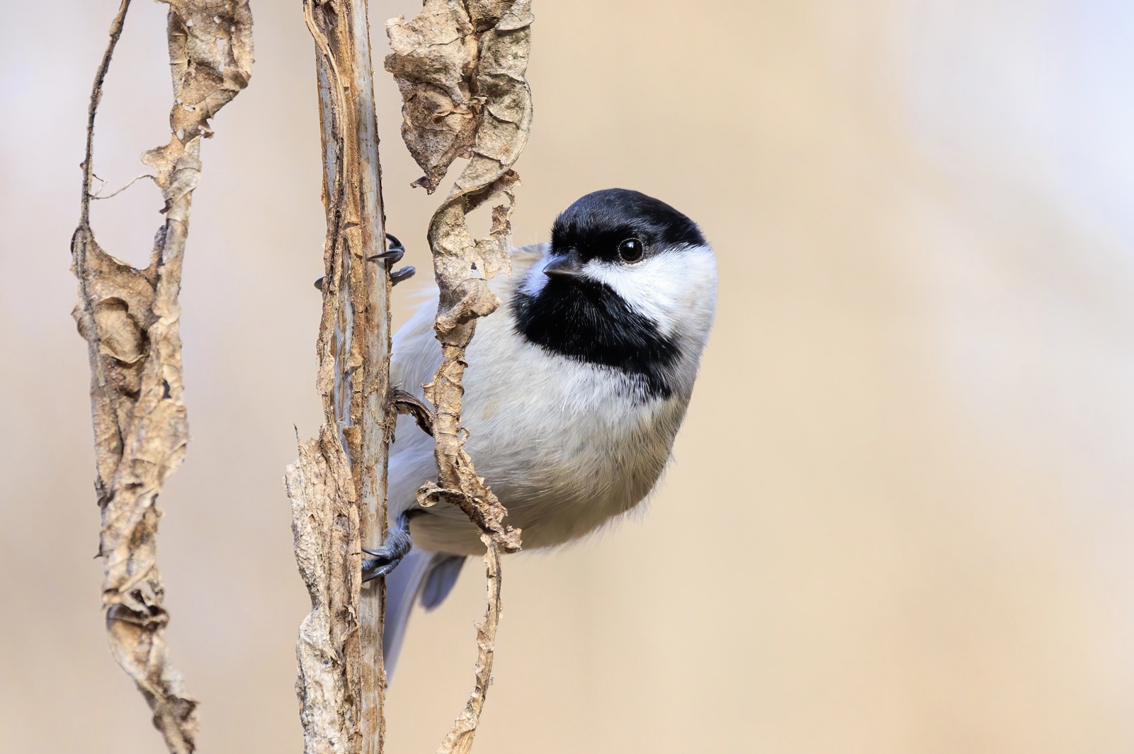 A small light colored bird with a black and white marked head sits vertically perched on a dried up flower stem. 