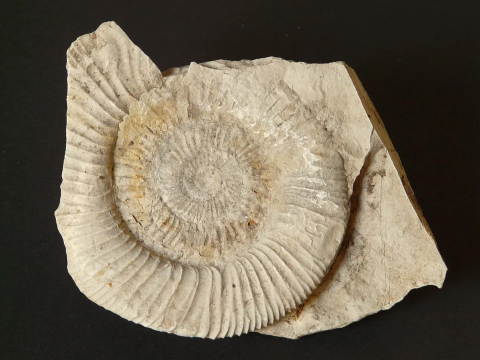 Virginia Fossil Finds