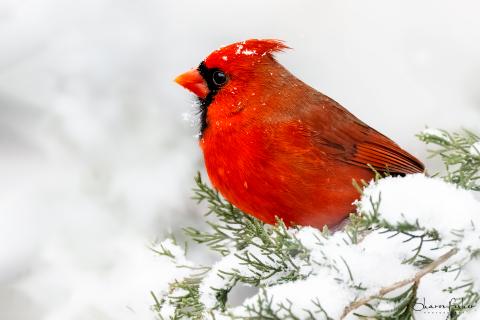 Cardinal