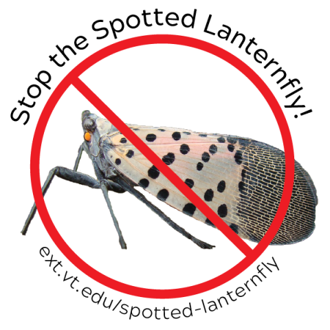 spotted lanternfly