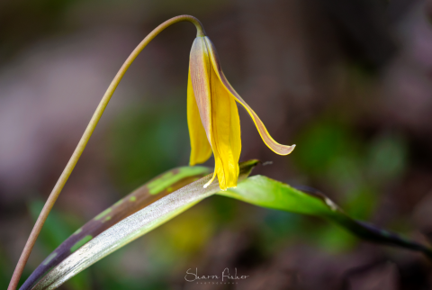 Wildflowers