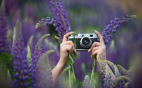 person holding a camera amongst lavender plants