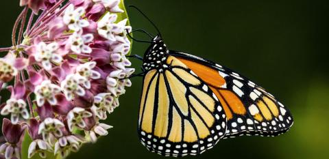 Photo of monarch butterfly