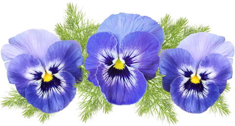 A Children's Garden Program: Pansies and More!