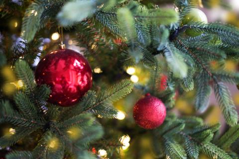 Christmas tree branches with red ornaments