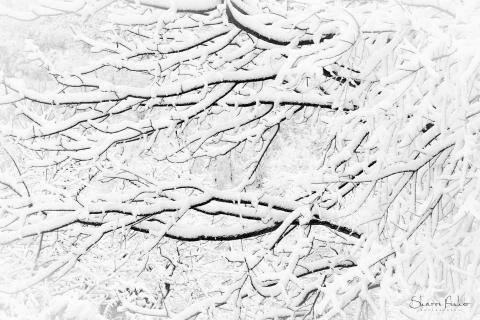 snowy branches