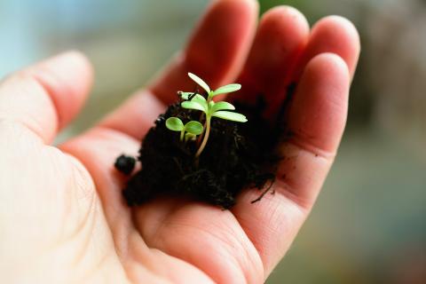 seedling in soil in a hand