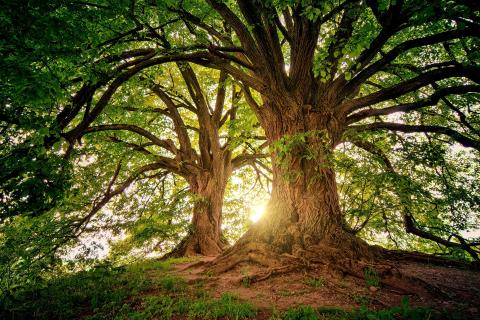 sunlight coming through branches of a tree