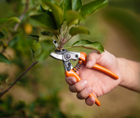 Pruning sheers being used on a branch