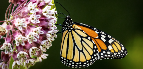 monarch butterfly on a flower