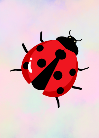 ladybug