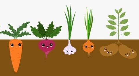 root veggies
