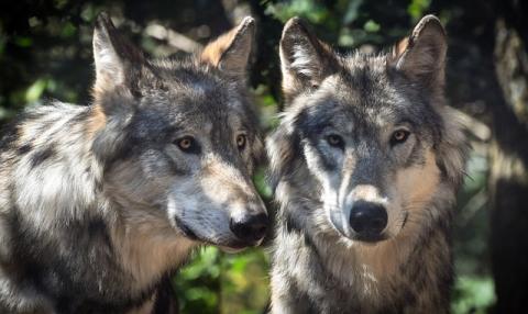 two wolves