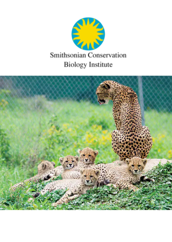 adult and baby cheetahs in field near fence