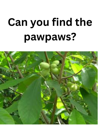 trees and pawpaws