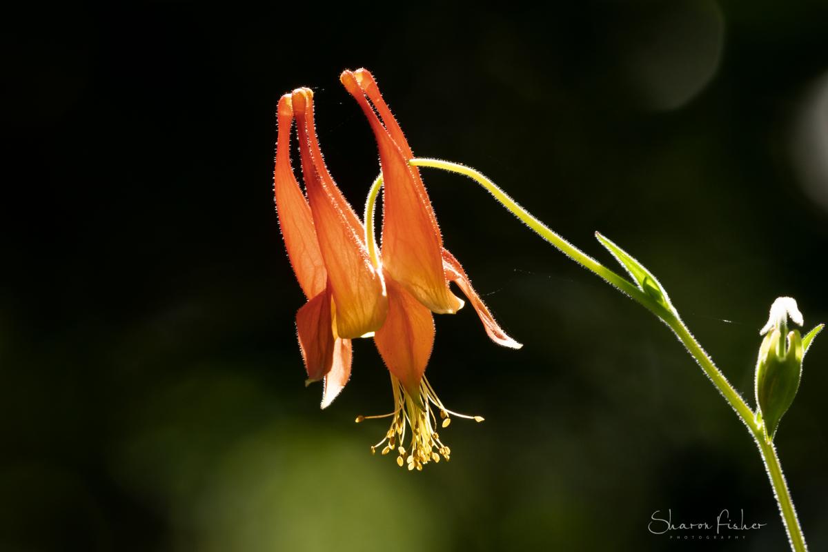 Picture of Columbine flower