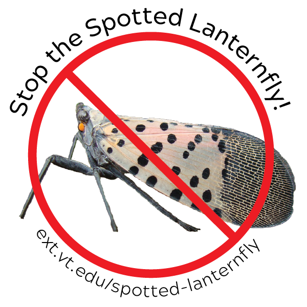 spotted lanternfly