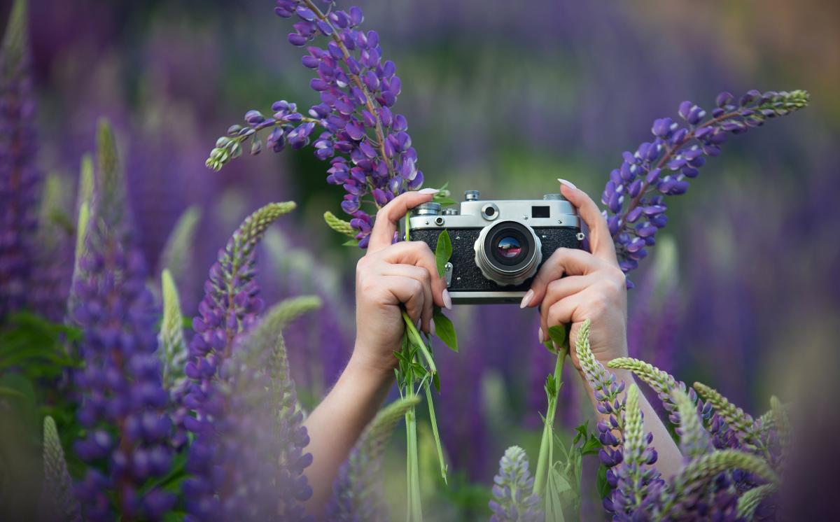 person holding a camera amongst lavender plants