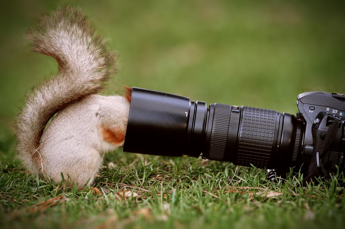 squirrel looking into camera lenses 