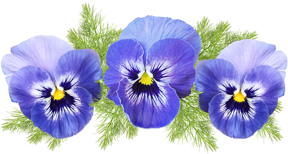 A Children's Garden Program: Pansies and More!