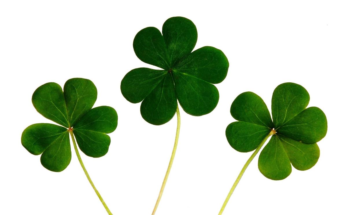 irish clovers