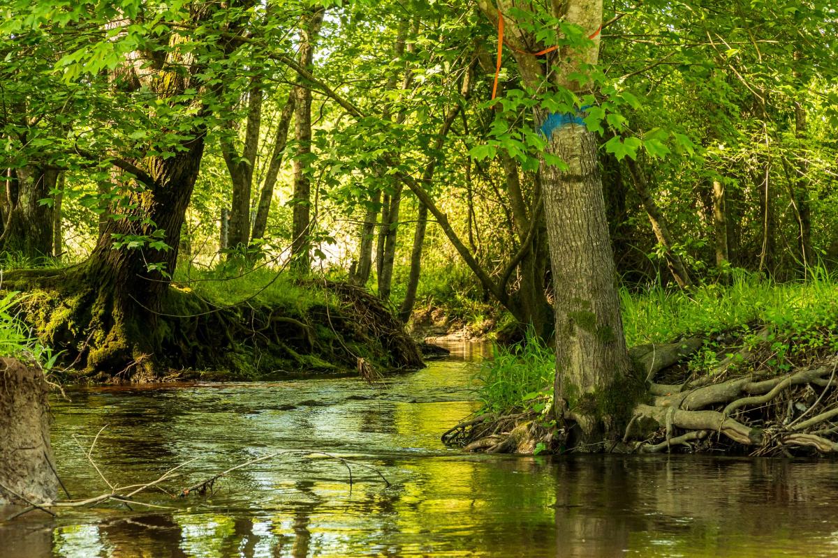 trees around a creek