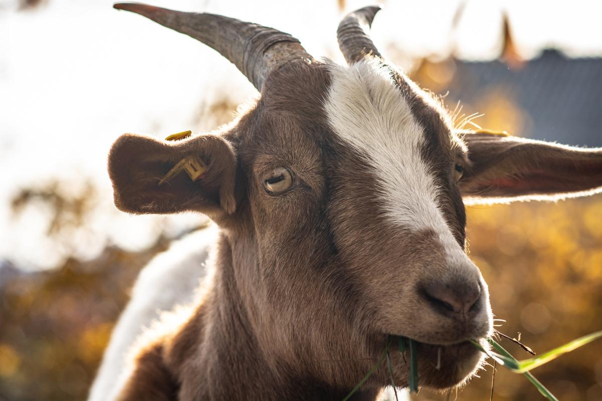 goat in the sunshine