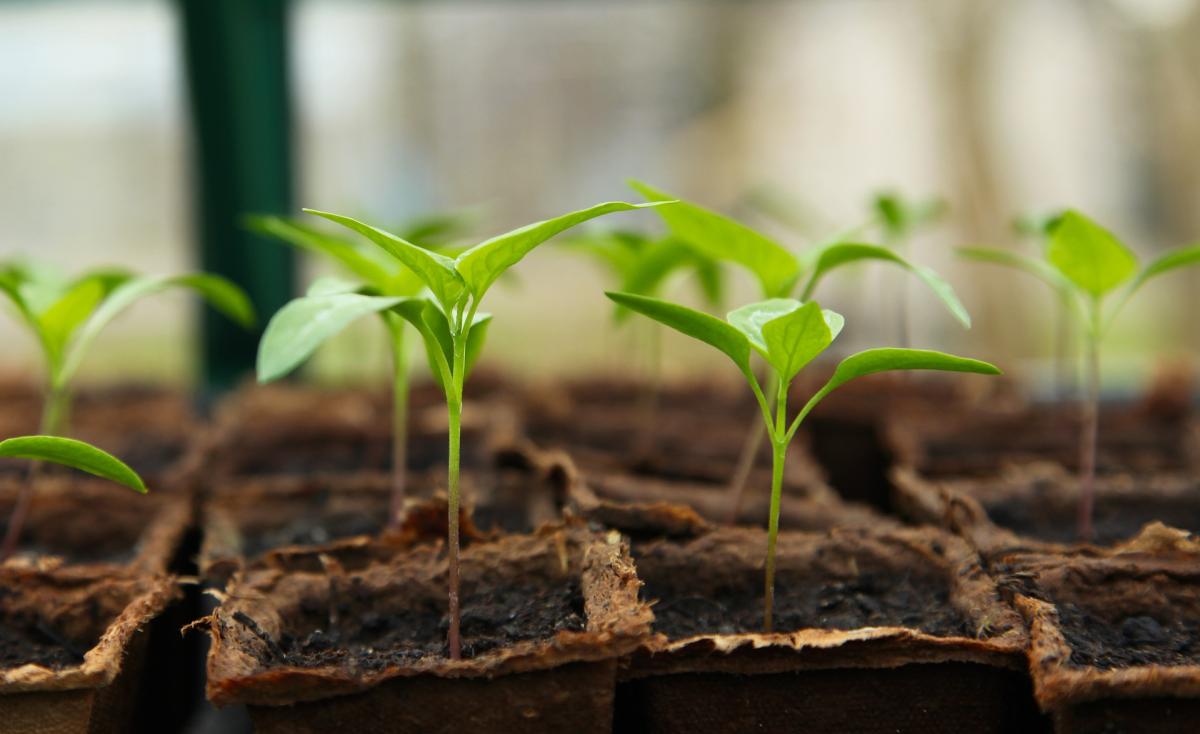 plants sprouts in planters