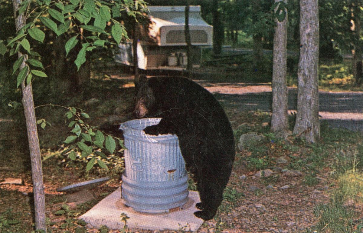 Bear in a trash can
